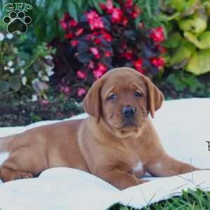 Bailey, Fox Red Labrador Retriever Puppy